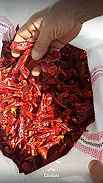 1 ip Cin Biber Kurusu (Acı)