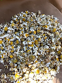 50 GR Papatya Kurusu