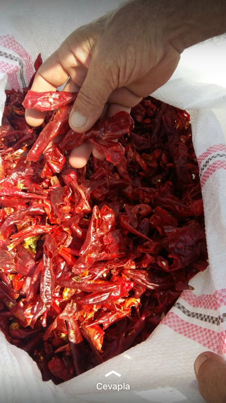 1 ip Cin Biber Kurusu (Acı)