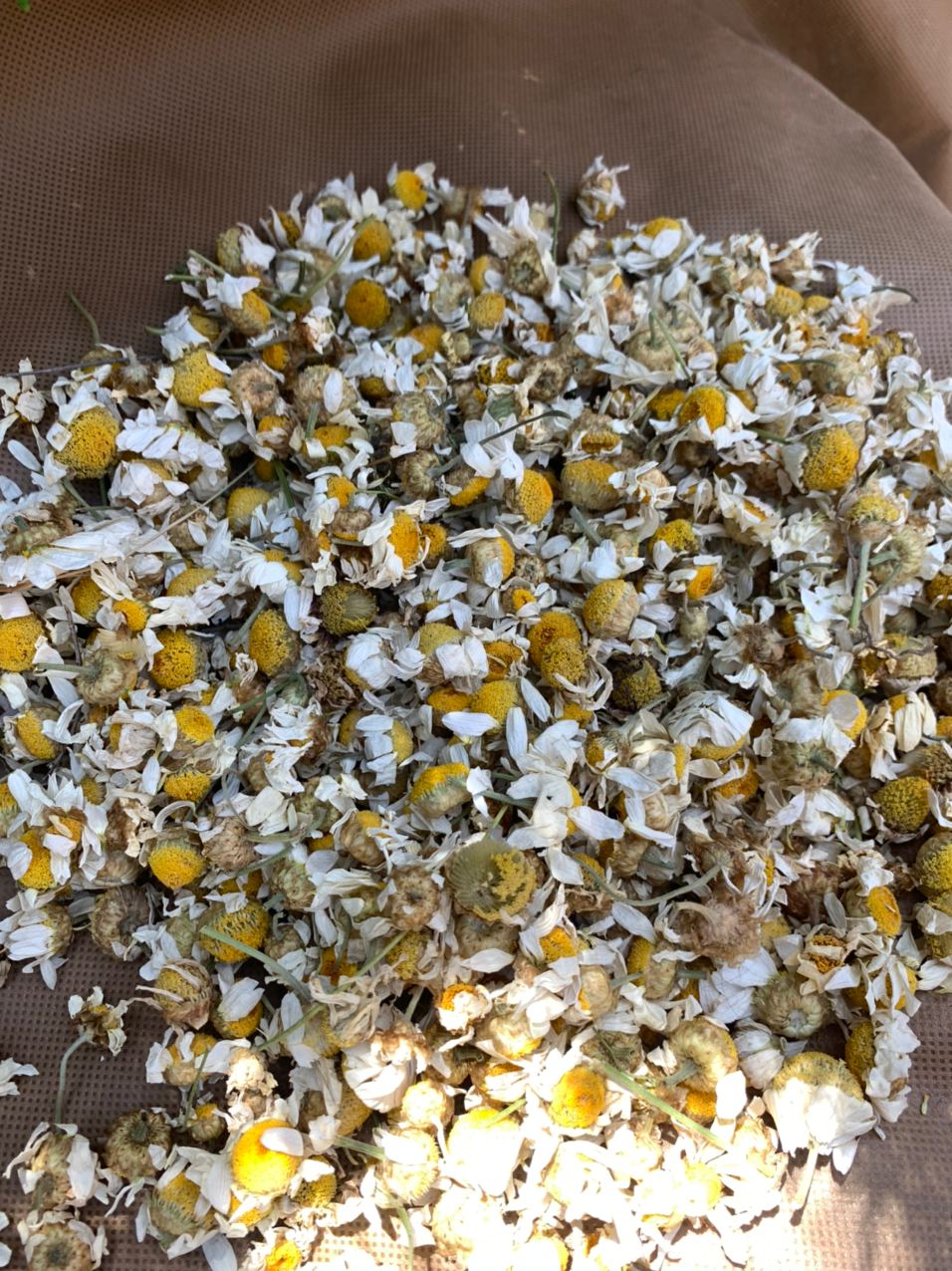 50 GR Papatya Kurusu